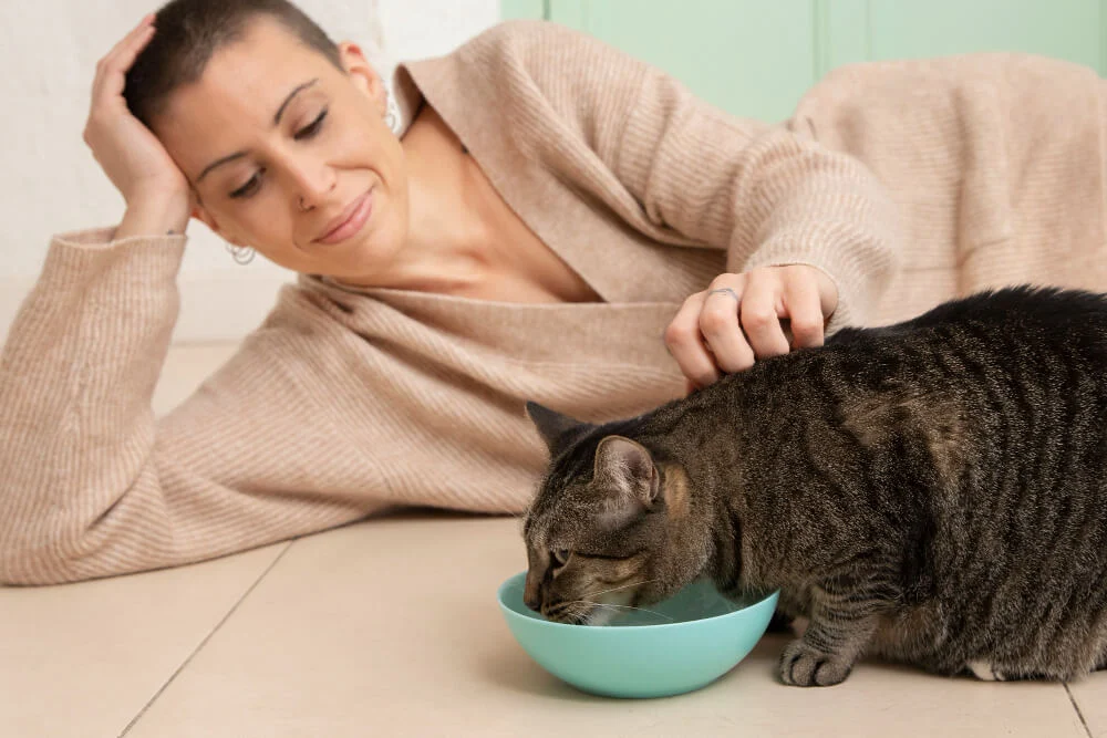 kan katter spise leverpostei